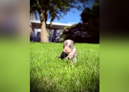 Sportliche Old English Bulldog aus seriöser Familienzucht
