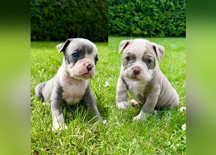 Old English Bulldog OEB Gesunde Sportliche Welpen aus seriöser Familienzucht!