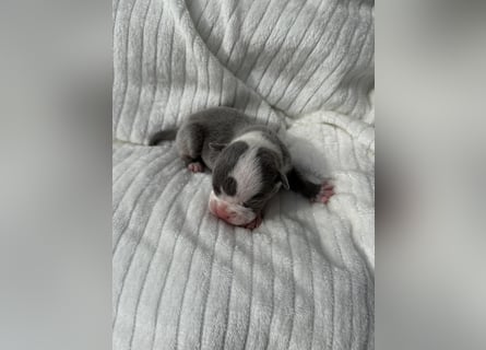 Sportliche Old English Bulldog aus seriöser Familienzucht