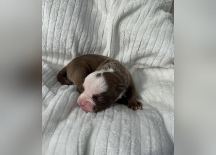 Sportliche Old English Bulldog aus seriöser Familienzucht