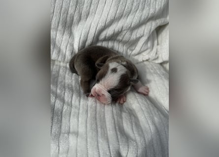 Sportliche Old English Bulldog aus seriöser Familienzucht