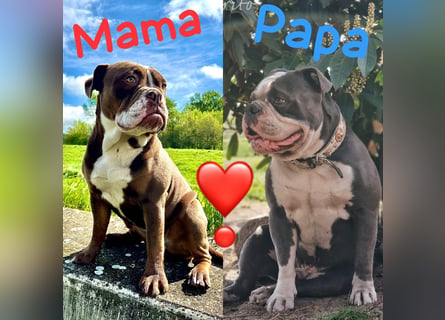 Old English Bulldog OEB Gesunde Sportliche Welpen aus seriöser Familienzucht!