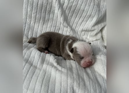 Sportliche Old English Bulldog aus seriöser Familienzucht