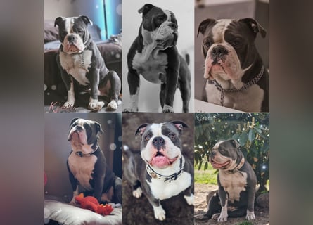 Sportliche Old English Bulldog aus seriöser Familienzucht
