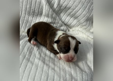 Sportliche Old English Bulldog aus seriöser Familienzucht