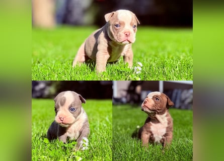 Sportliche Old English Bulldog aus seriöser Familienzucht