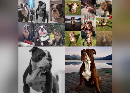 Old English Bulldog OEB Gesunde Sportliche Welpen aus seriöser Familienzucht!