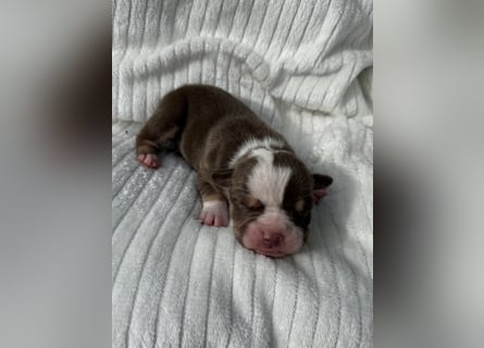 Sportliche Old English Bulldog aus seriöser Familienzucht