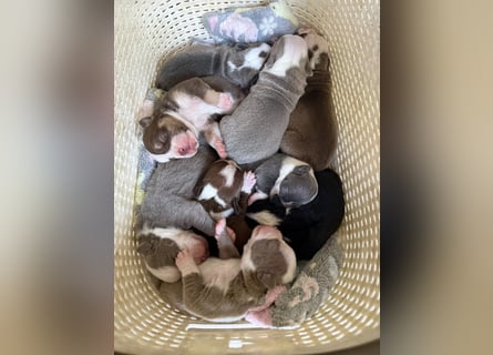 Sportliche Old English Bulldog aus seriöser Familienzucht