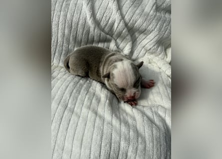 Sportliche Old English Bulldog aus seriöser Familienzucht