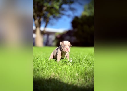 Sportliche Old English Bulldog aus seriöser Familienzucht