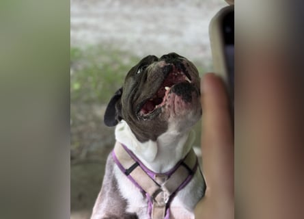 Old English Bulldogg