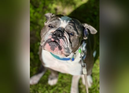 Old English Bulldogg