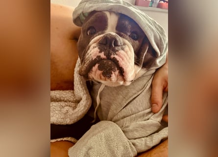 Old English Bulldogg