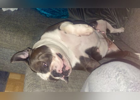 Old English Bulldogg