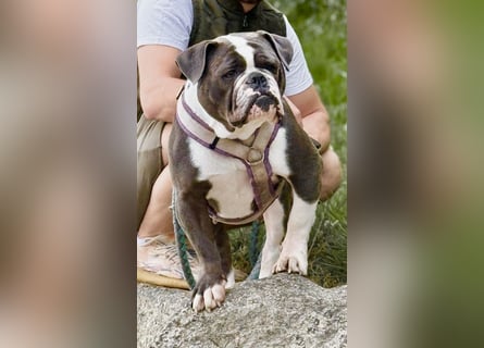 Old English Bulldogg