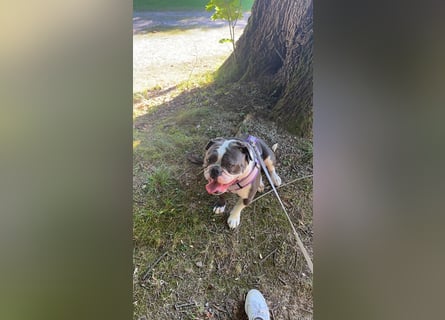 Old English Bulldogg