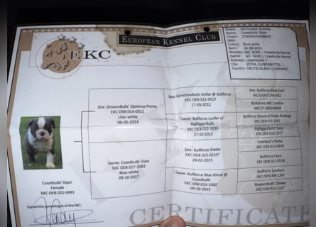 Old English Bulldogg