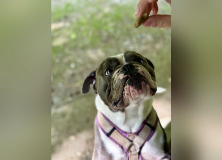 Old English Bulldogg