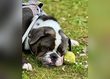 Old English Bulldogg