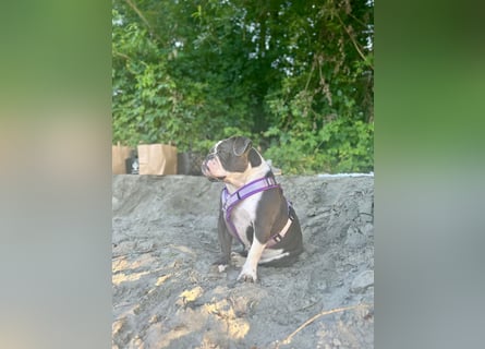 Old English Bulldogg