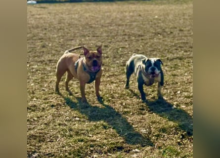 Old English Bulldogg