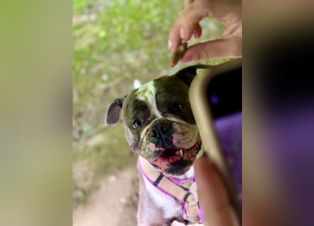 Old English Bulldogg