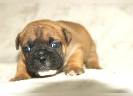 Continental Bulldog Welpen VDH/CBCD - The Loki Bull