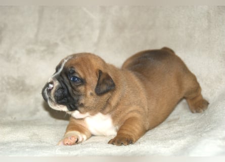 Continental Bulldog Welpen VDH/CBCD - The Loki Bull