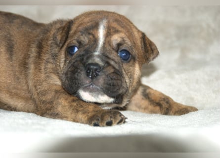 Continental Bulldog Welpen VDH/CBCD - The Loki Bull