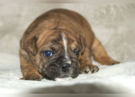 Continental Bulldog Welpen VDH/CBCD - The Loki Bull