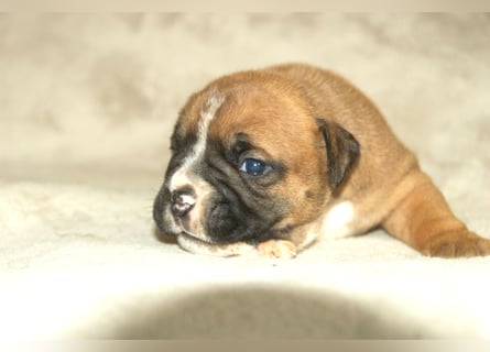 Continental Bulldog Welpen VDH/CBCD - The Loki Bull