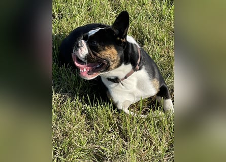 Old englische Bulldogge