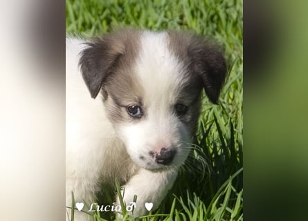 Lucio und Polly suchen ein Zuhause