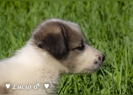 Lucio und Polly suchen ein Zuhause