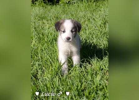 Lucio und Polly suchen ein Zuhause