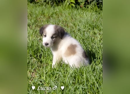 Lucio und Polly suchen ein Zuhause