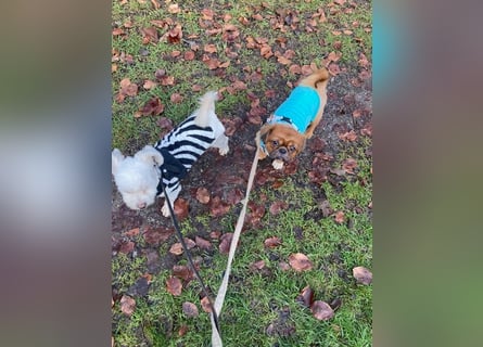 William sucht ein neues Zuhause