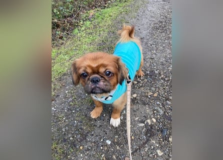 William sucht ein neues Zuhause