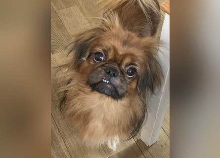 William sucht ein neues Zuhause