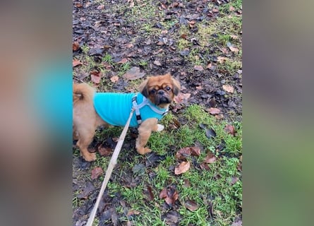 William sucht ein neues Zuhause