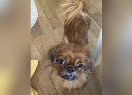 William sucht ein neues Zuhause