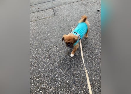 William sucht ein neues Zuhause