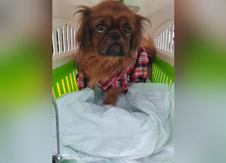 William sucht ein neues Zuhause