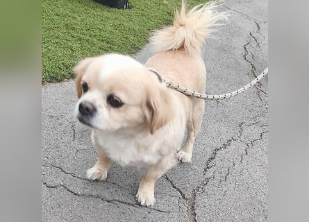 süße kleine FRENI - 8 Jahre. 26cm/5kg - Pekinesen-Mix