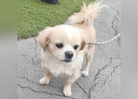 süße kleine FRENI - 8 Jahre. 26cm/5kg - Pekinesen-Mix