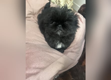 Reinrassige Pekinesenwelpen Pekinesen