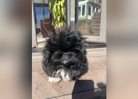 Reinrassige Pekinesenwelpen Pekinesen