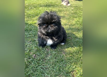 Reinrassige Pekinesenwelpen Pekinesen