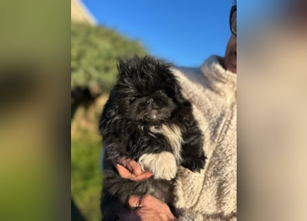 Reinrassige Pekinesenwelpen Pekinesen